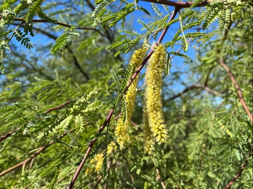  Distinctive flower of the mesquite plant 